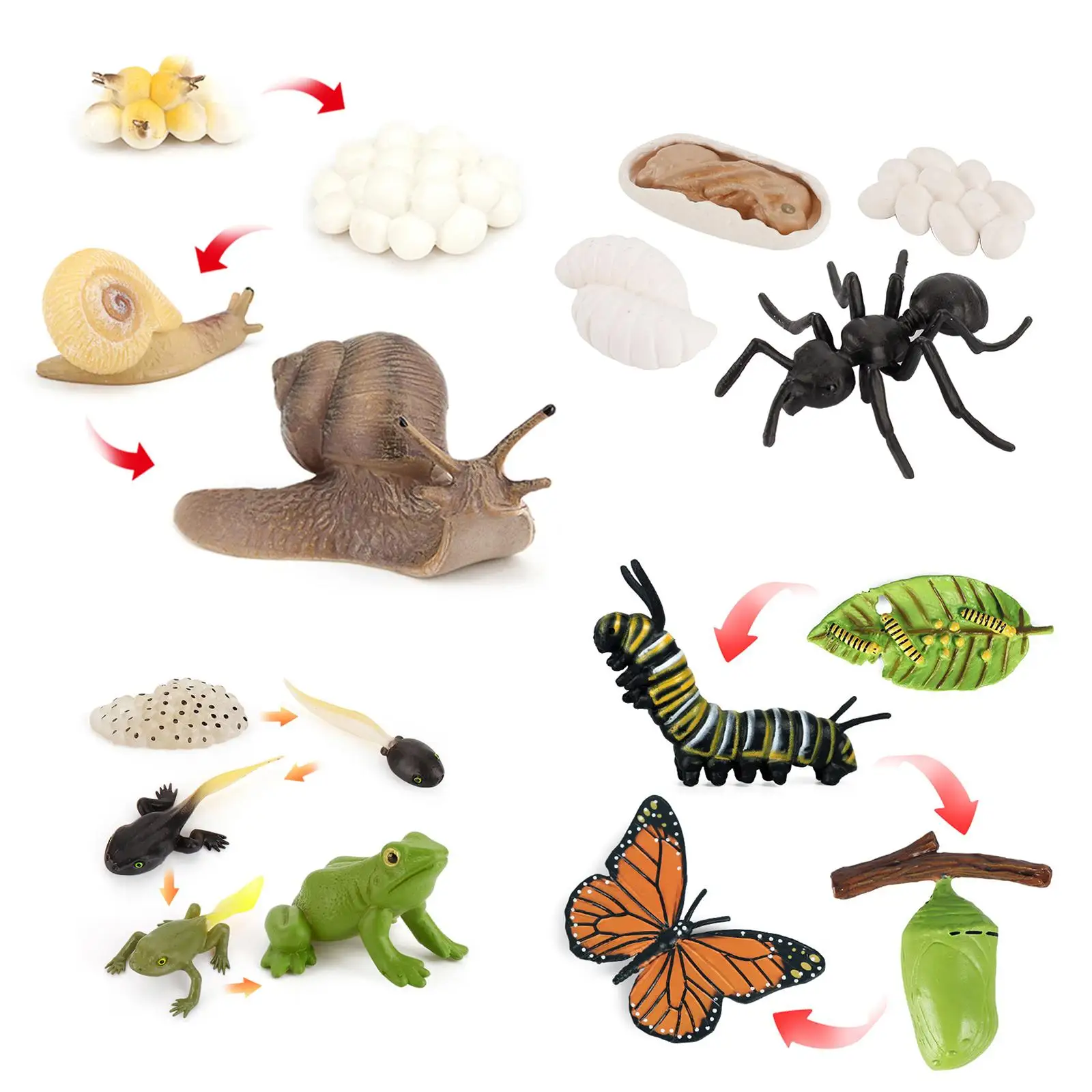 Animals Growth Model Playset Kids Child Education Biology Toys