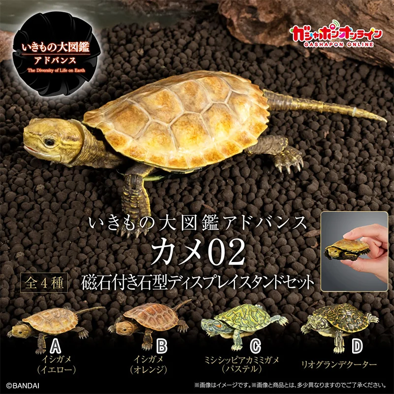 

In Stock! BANDAI Gashapon: Biology Illustrated - Turtle Series 2 | Poseable Turtle Decoration