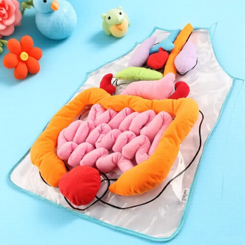 

Набор для изучения человеческих органов: фартук с изображением органов человека из полиэстера, обучающее пособие для дошкольников, набор для раннего обучения анатомии и изучения строения тела