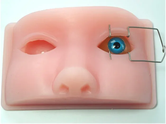 Ophthalmic model phacoemulsification micromanipulation ophthalmology practice  model simulation