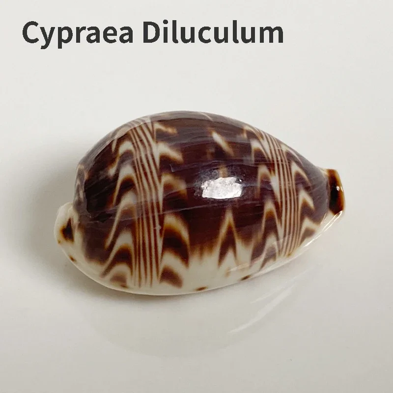 

Cypraea Diluculum Natural Shell Conch Boutique Specimen Conch Home Collection Marine Biology Popular Science Decoration