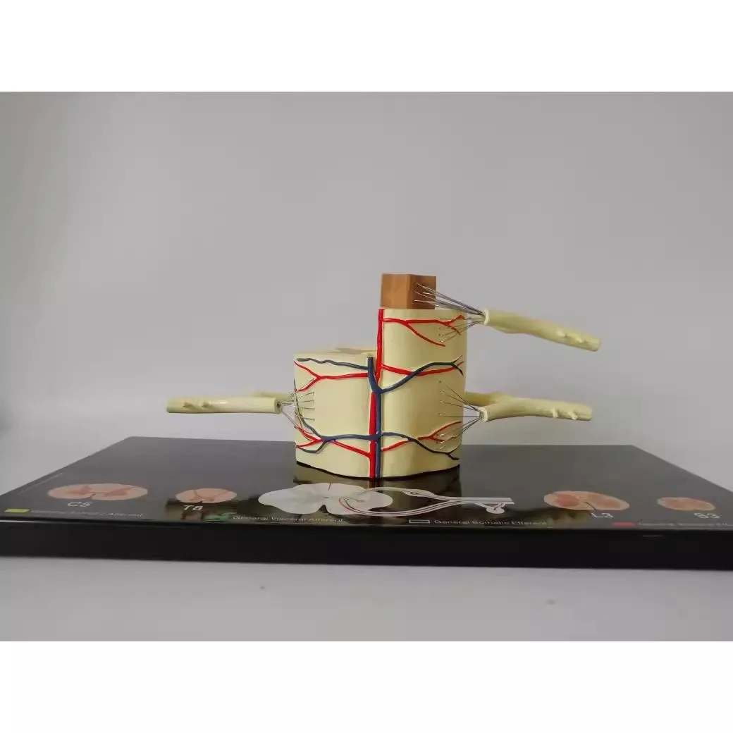 نموذج تشريحي عصبي للحبل الشوكي البشري PVC #1