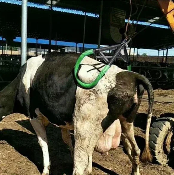 Cow and Cattle Lifter Cattle Stander with High Quality Steel for Cattle Farm