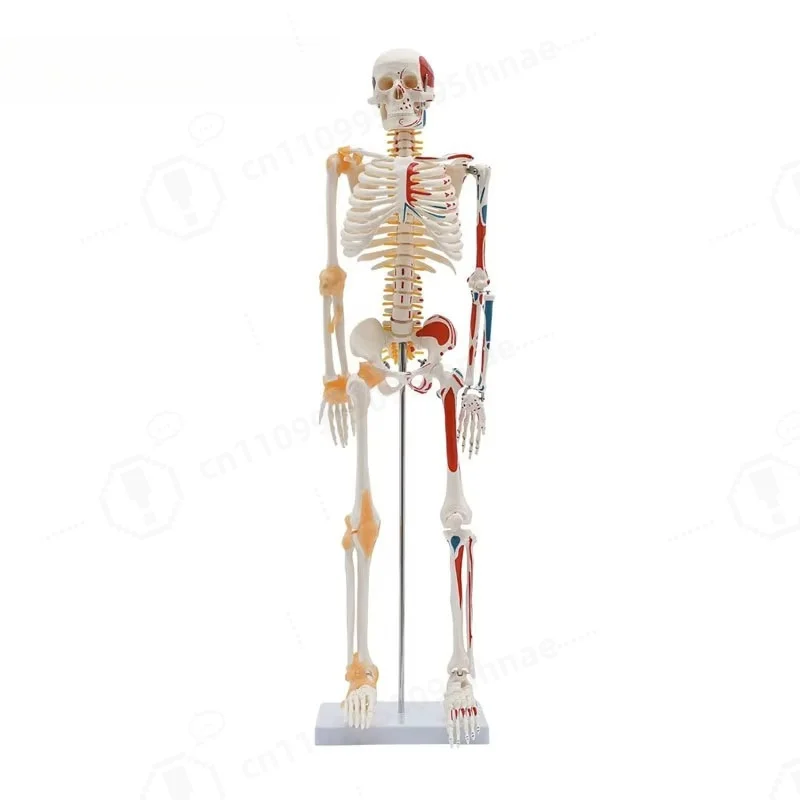 Human Skeleton Model 1/2 Life Size 85cm Half Muscle and Half Ligament Drawing Medical Science Anatomy