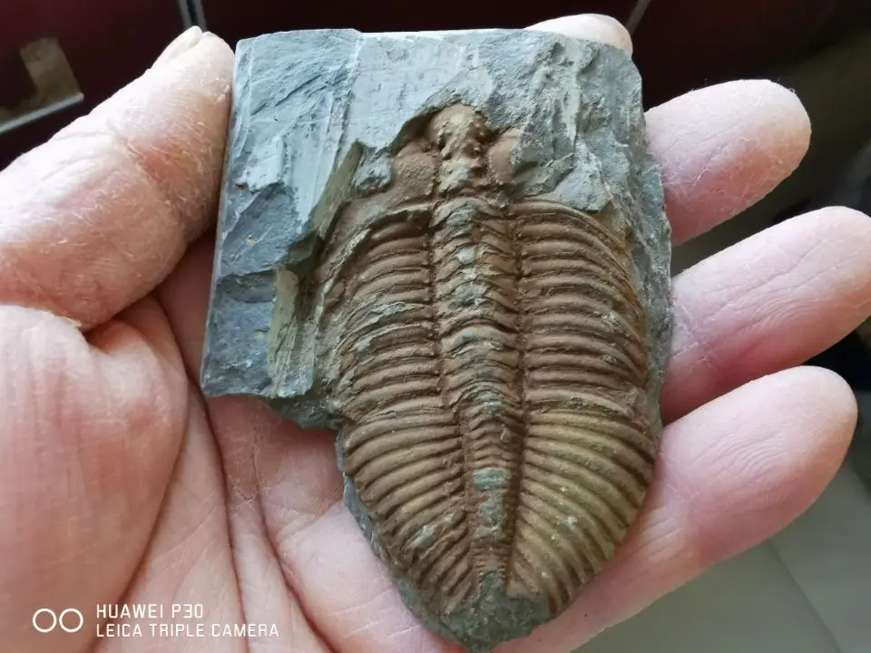 

Golden Trilobite (Coronocephalus jastrowi) on matrix rock