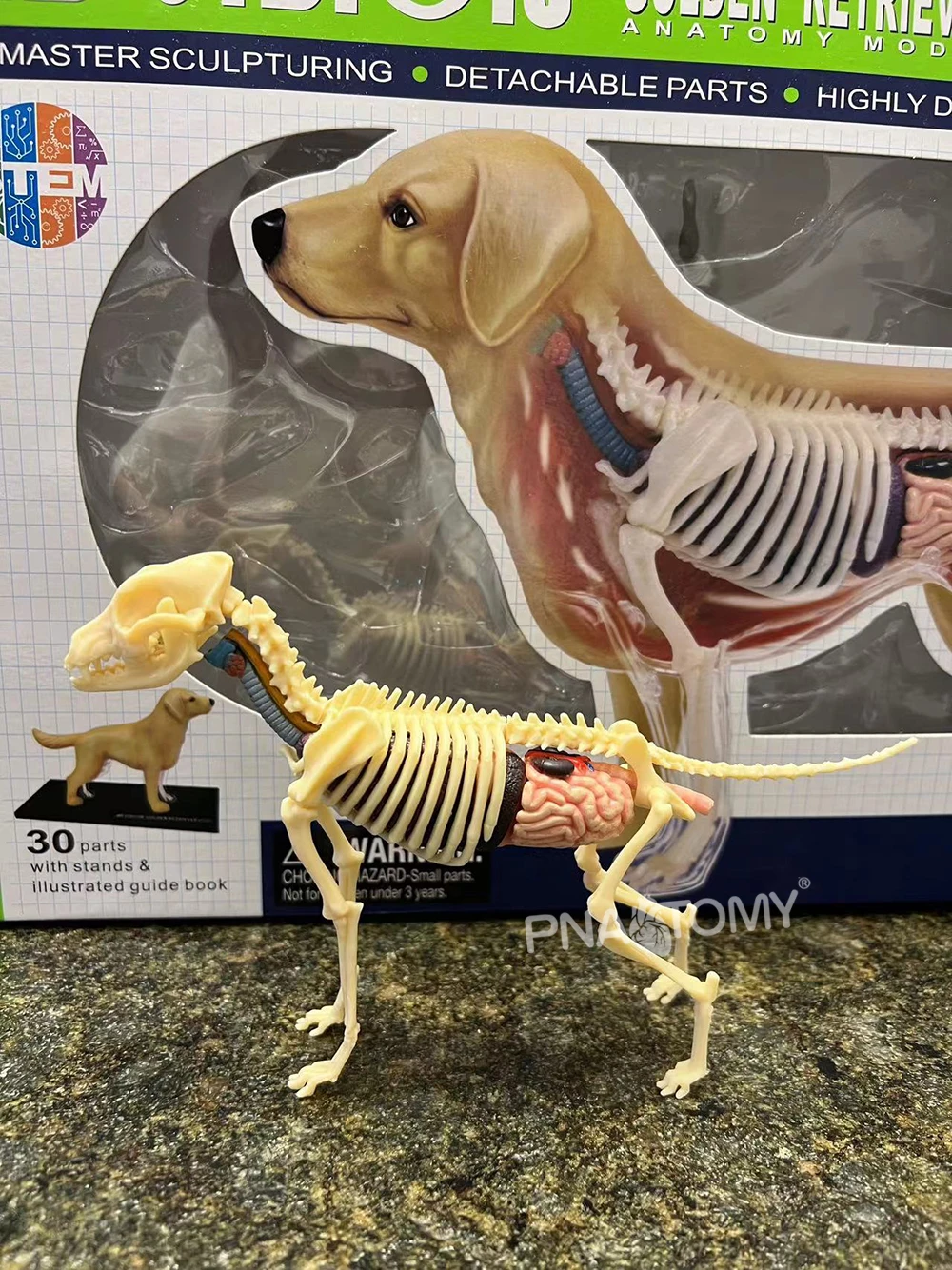 4D MASTER Dog Model Golden Ret Assembled Canine Building Anatomical Model Animal Skeleton Educational Equipment Dog Anatomy