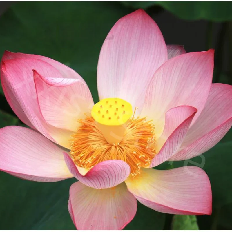 Special Garden Fertilizer for Lotus Aquatic Plants, Base Fertilizer, Full Nutrition Slow-release Fertilizer Nutrient Solution