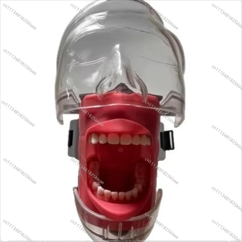 For Dental Head Mold Resin Removable Tooth Preparation Orthodontic Restoration Oral Teaching Model Simulation Model