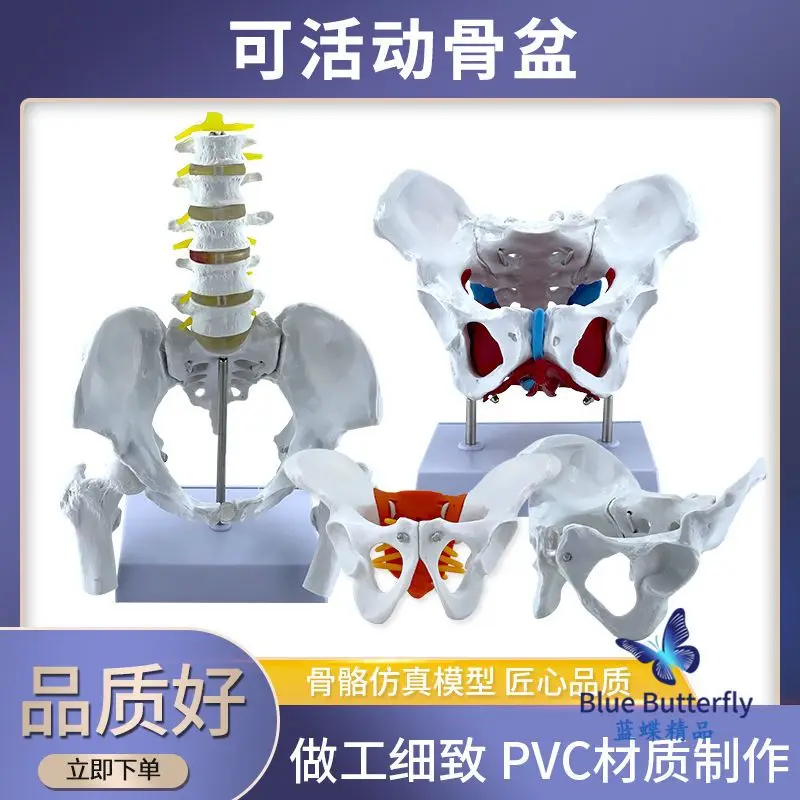 Female Pelvic Muscle Rubber Band Connection Model and Pelvic Floor Muscle Model Uterine Pelvic Pelvic Activity Mold