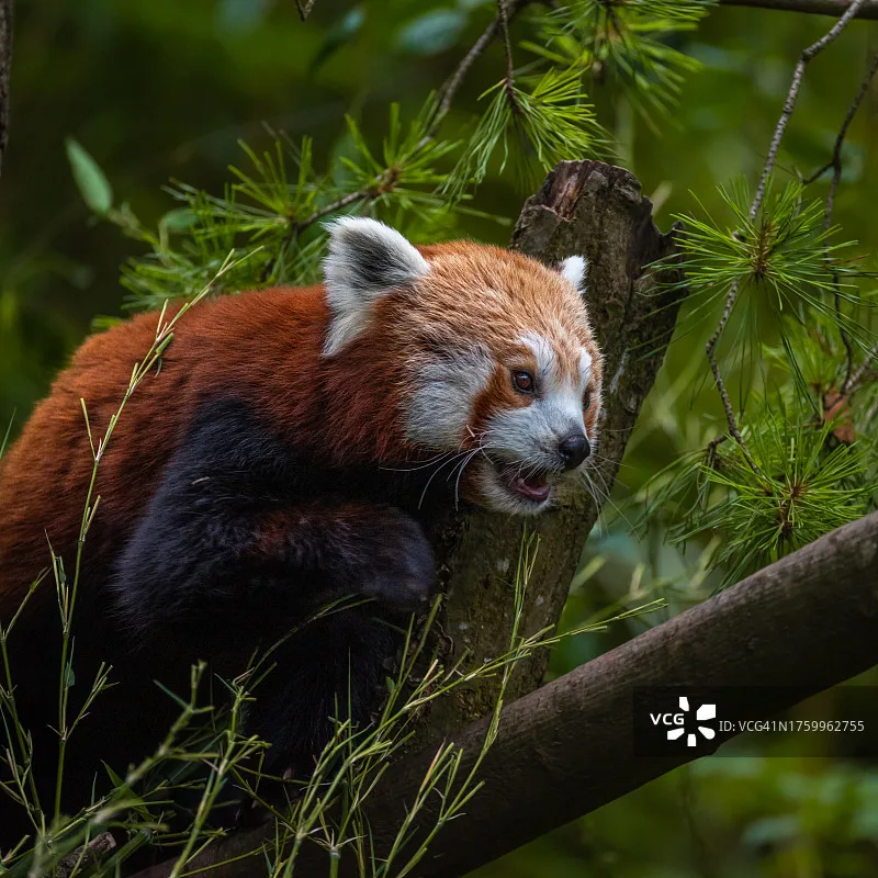 

Бесколлекторный водонепроницаемый двигатель Leopard Hobby 3660 4650KV/3800KV/3180KV/2700KV для радиоуправляемых моделей автомобилей масштаба 1:10