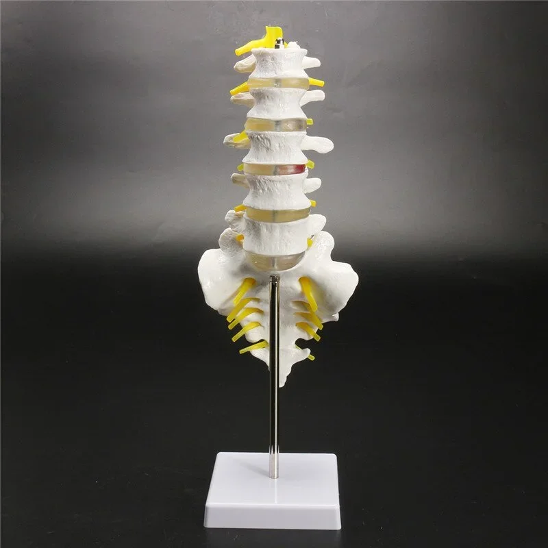 13cm Life Size Chiropractic Human Anatomical Lumbar Vertebral Spine Anatomy Model School Educational Medical Teaching  Tool