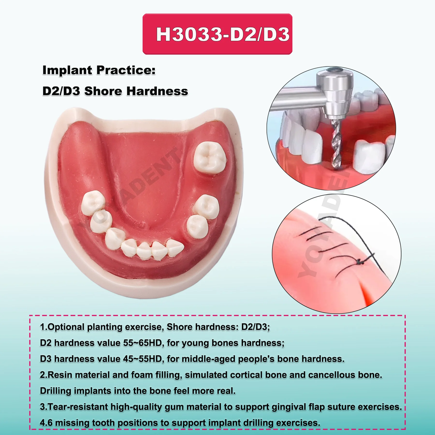 Multiple Types Dental Model Teeth Dental Teaching Models Study Orthodontic Removable Teeth Implant Models Dentist Material