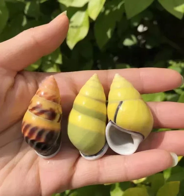 Shell Conch Snail Snail Left and Right Helix Cloth Drag Snail Hermit Crab Replacement Shell Fish Tank Aquarium