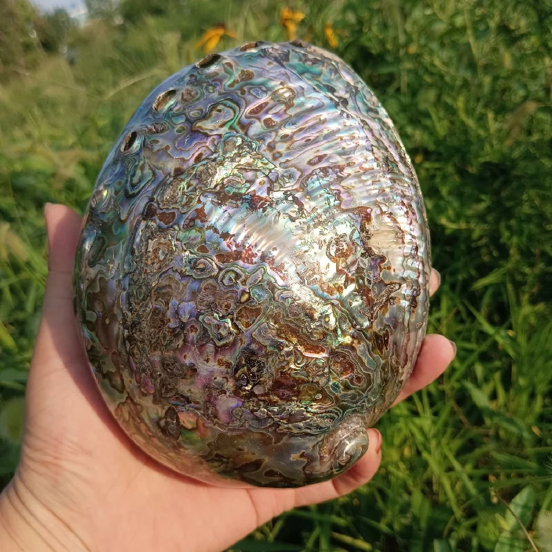 Natural abalone shell, large sea conch shell, craft fish tank specimen