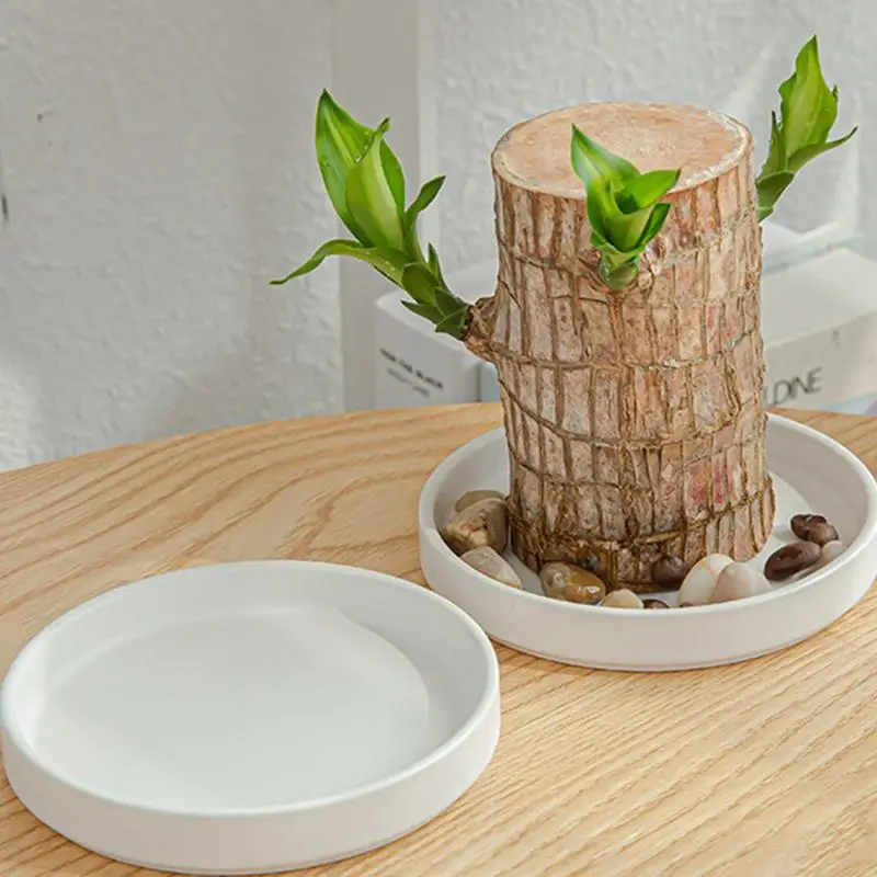 2pcs Brazilian Wood Plates Lucky Wood Hydroponic Tree Stump Desktop Plants Hydroponic Plant Tray Mini Brazilian Lucky Wood Tray