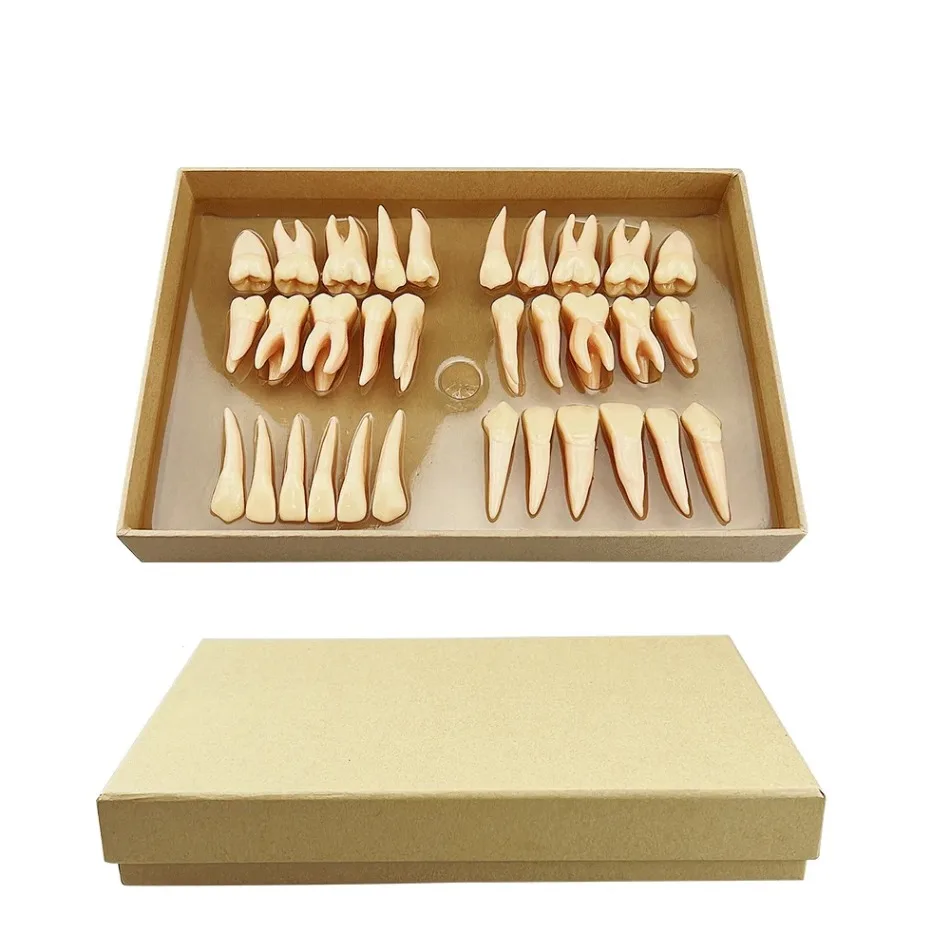 32 Pieces/set Dental 2.5x Carved Two-color Permanent Tooth Isolated Tooth Model Three-dimensional Isolated Tooth Teaching Model