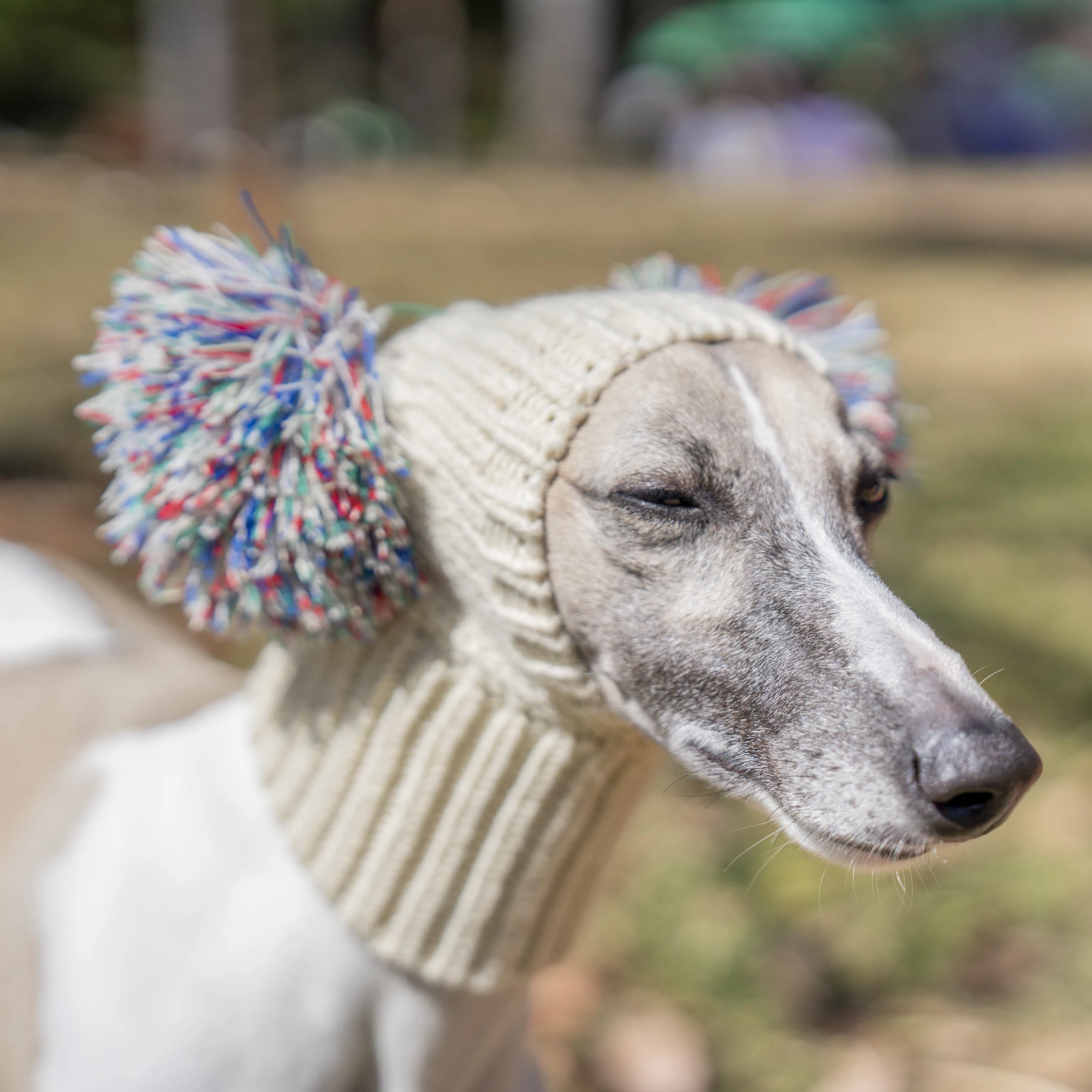 Italian Greyhound Whippet hat with fur ball pet hat in winter elastic wool puppy big dog hat