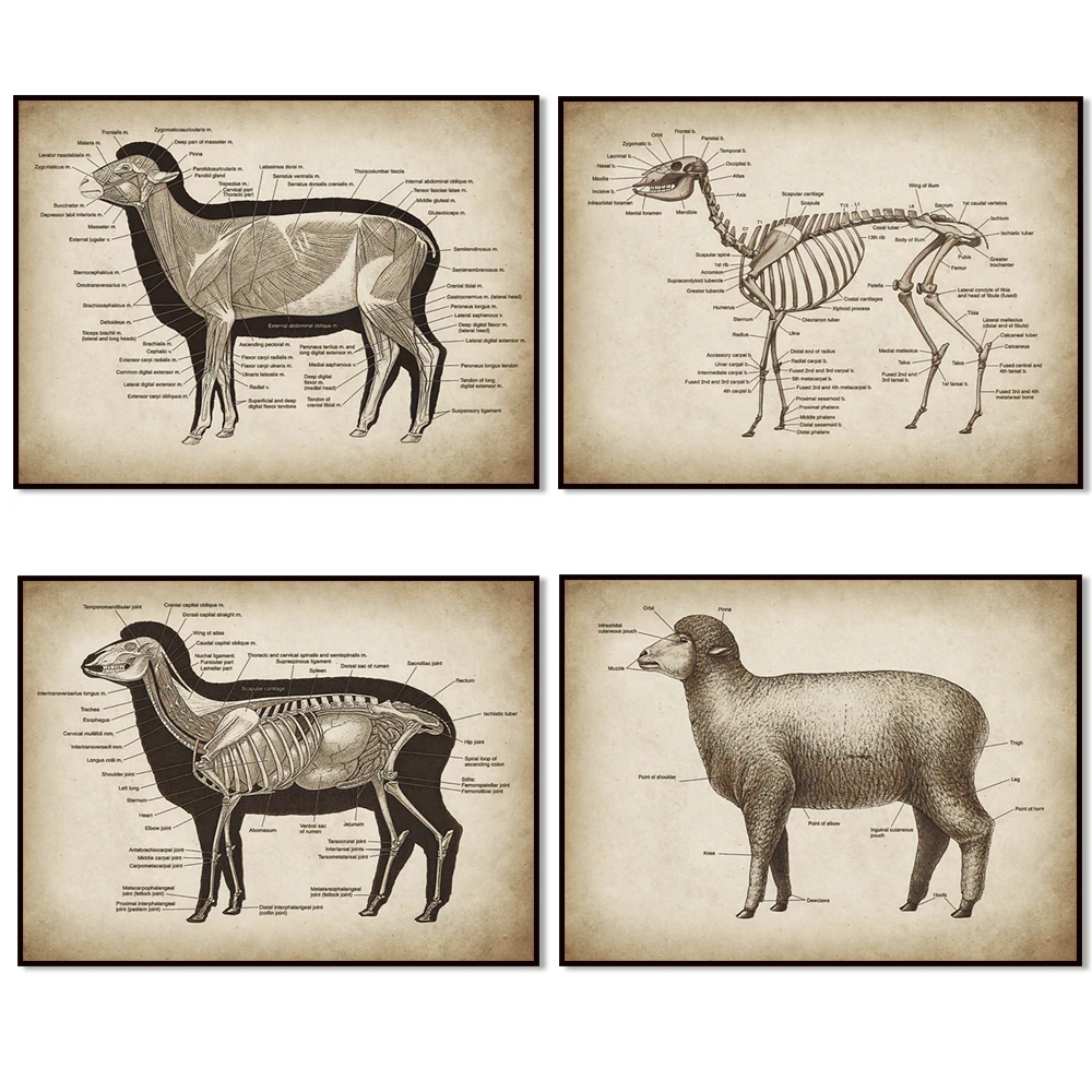 Vintage sheep anatomy, large mammal physiology art, farm animals poster, veterinary clinic wall decor