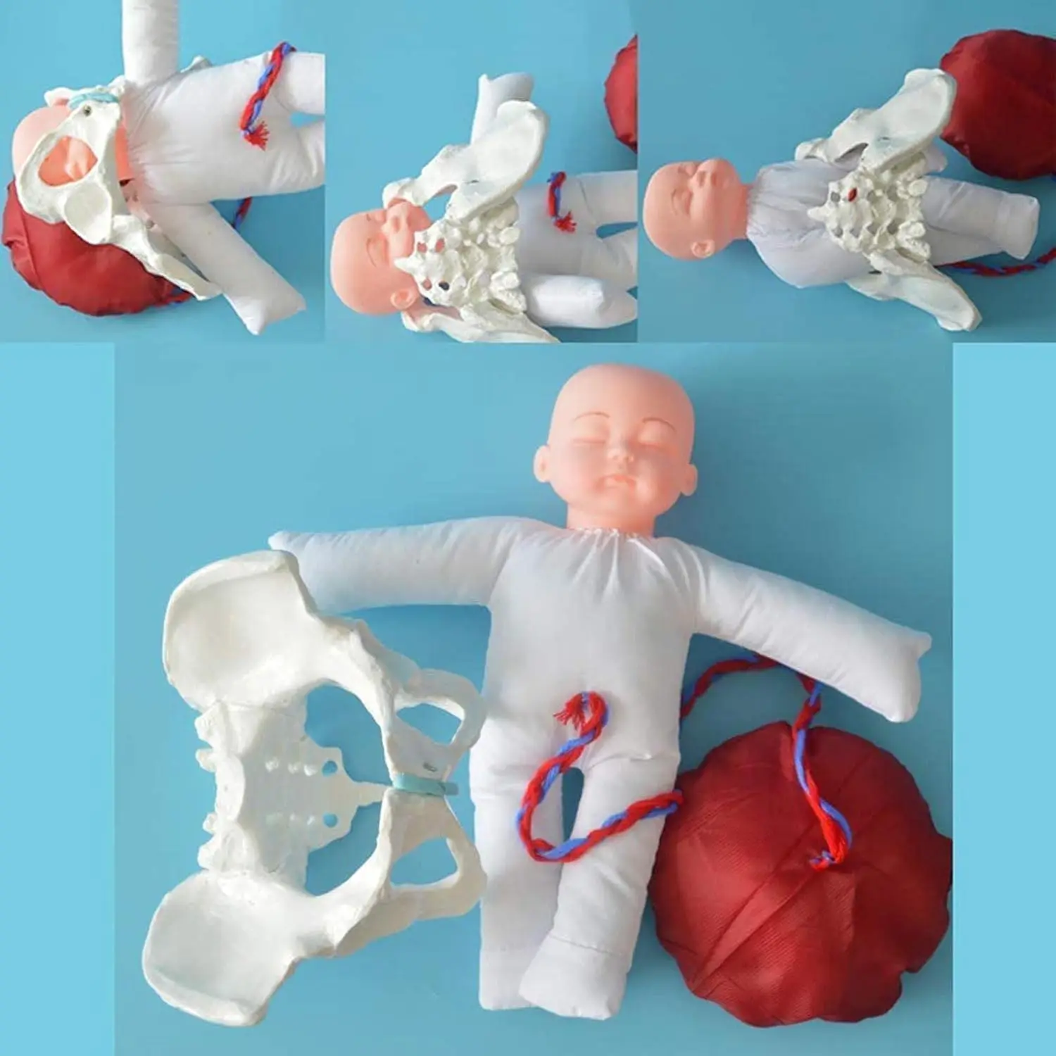 1:1 Life Size Human Female Childbirth Pelvis Demonstration Fetus Umbilical Cord Placenta Model Teaching Anatomy Model