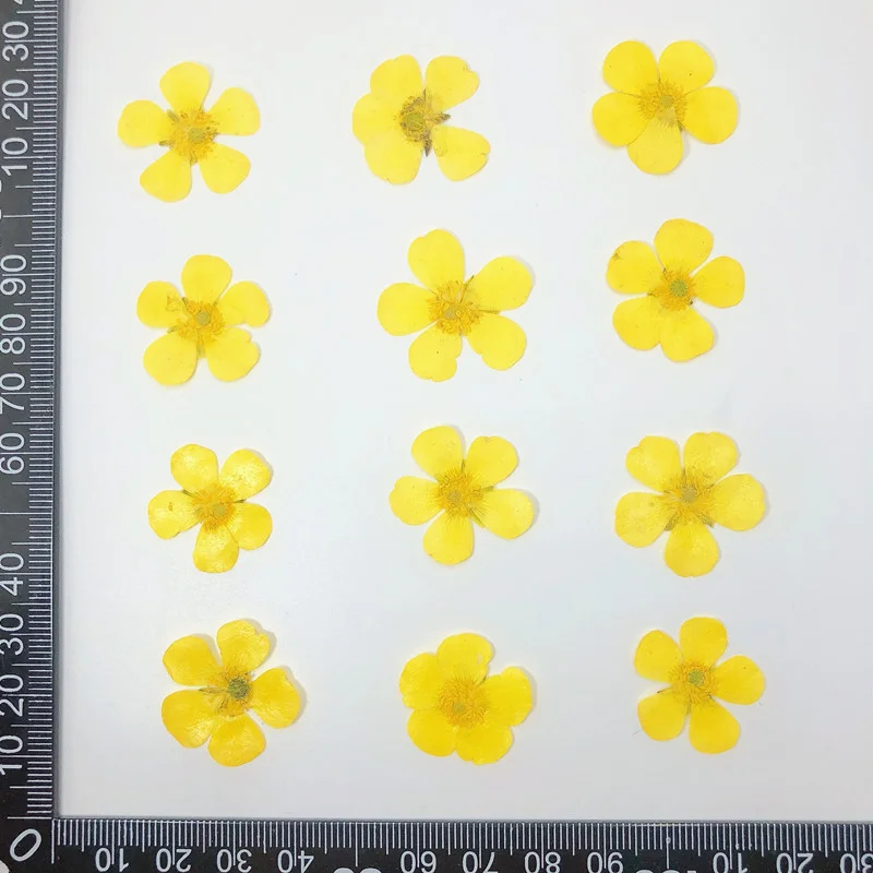 60PCS Natural Dried Ranunculus Flowers DIY with Stems for Resin Phone Cases, Photo Frames, Table Lamps, Candles, Nail Art, Embossing Materials, Craft Decoration
