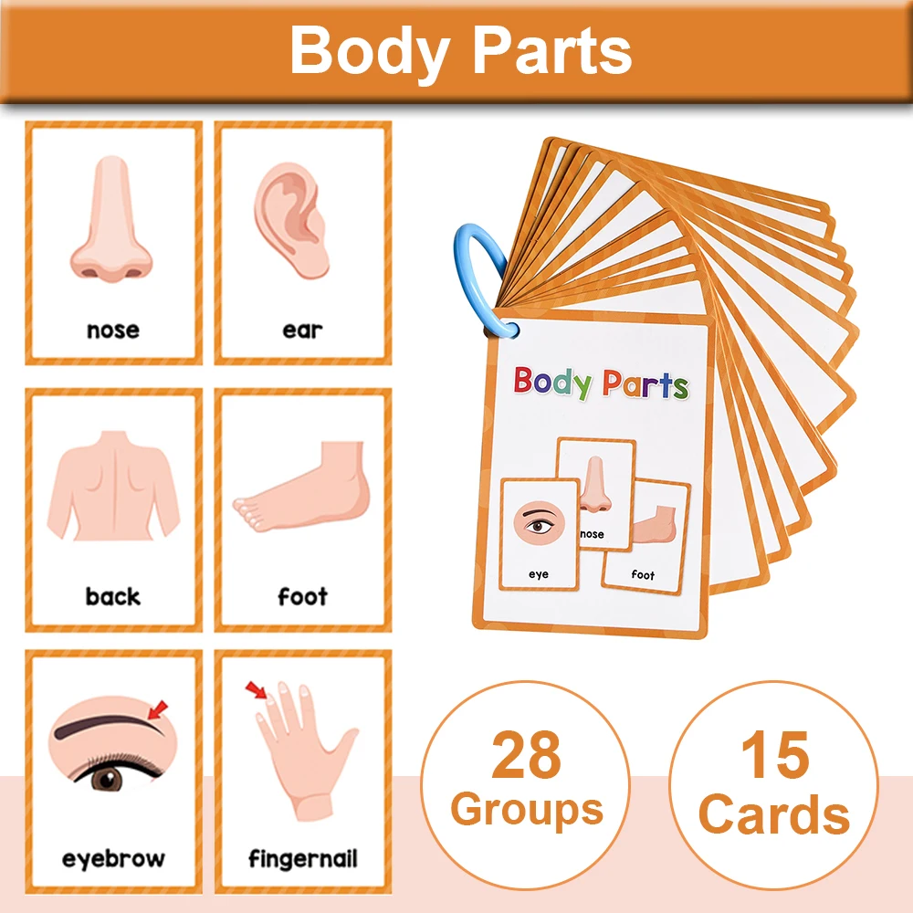 Body Parts Cognitive Flashcards Montessori Learn English Words Card Picture Memorise Educational Toys Gifts for Children