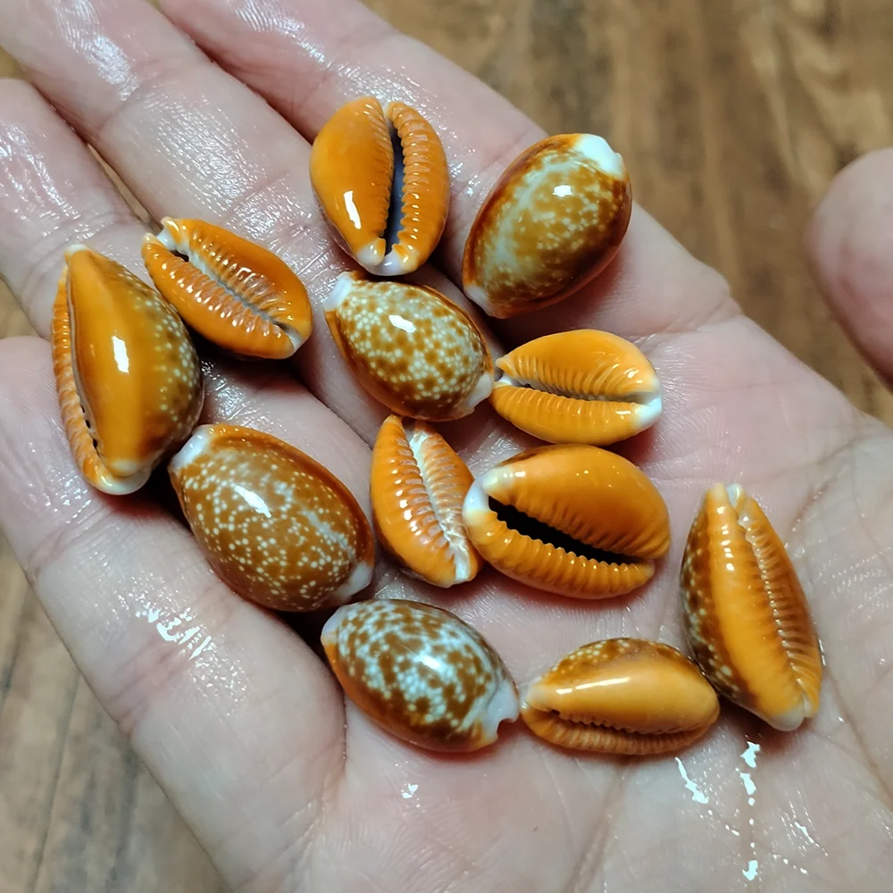 10 PCS Natural Honey Cowrie Shells Reddish Brown Cowrie Snail Erosaria Helvola Seashells Collection Vase Filler DIY Fish Tank
