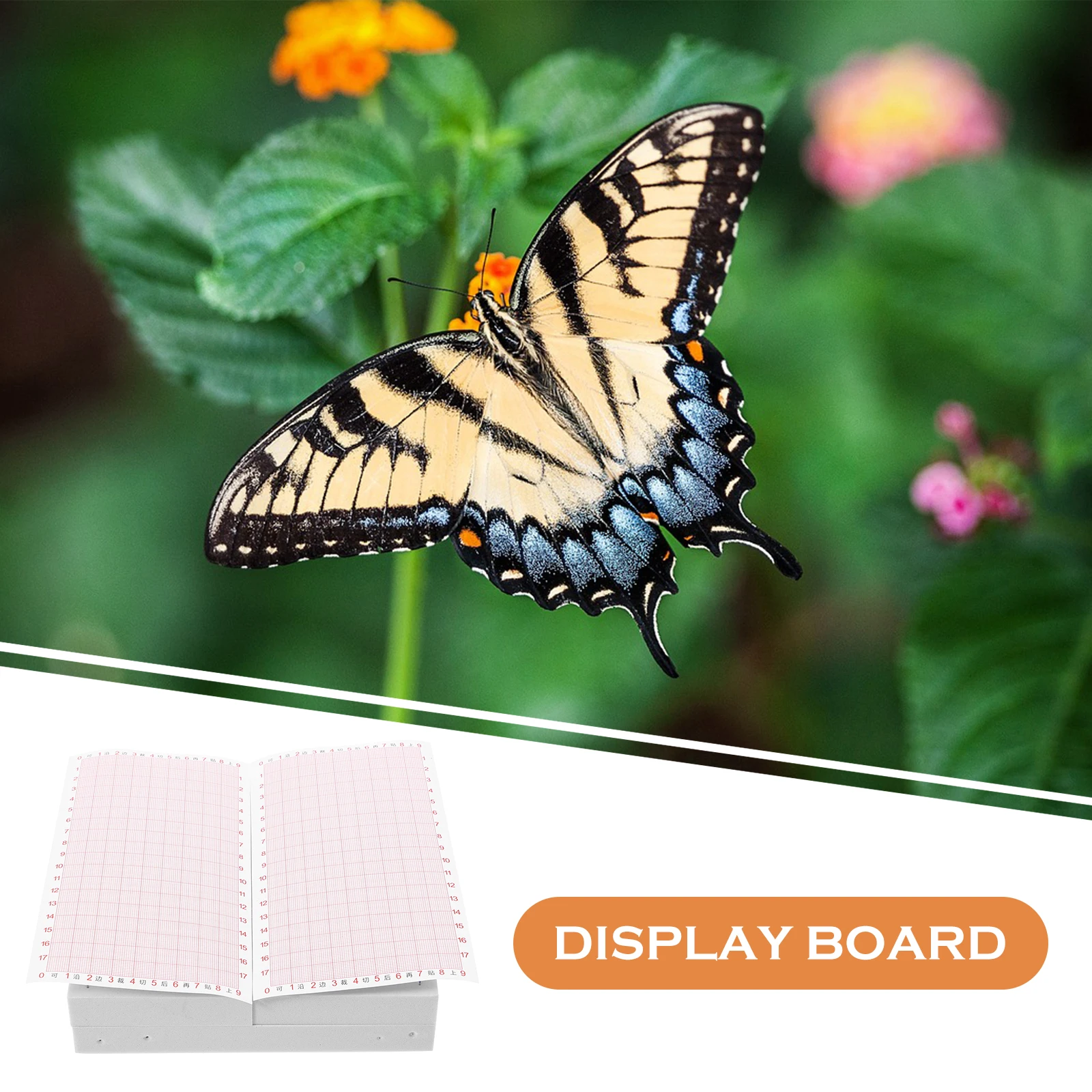 

Butterfly Decor Fin Spread Plate Specimen Adjustable Wings Board Insect Education Eva for