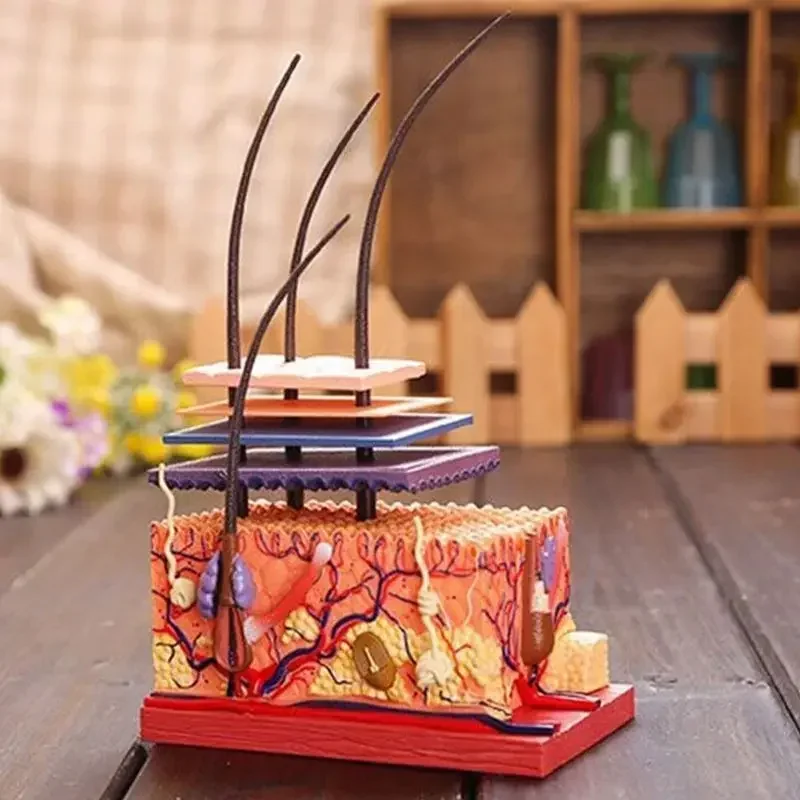 4D MASTER puzzle assembly toy: Anatomical model of human skin and hair organs, medical teaching DIY