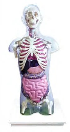 

Transparent Torso with Viscera Model Medical Science Human Anatomy Simulator Educational Guidance Study Assistance Teaching Aids