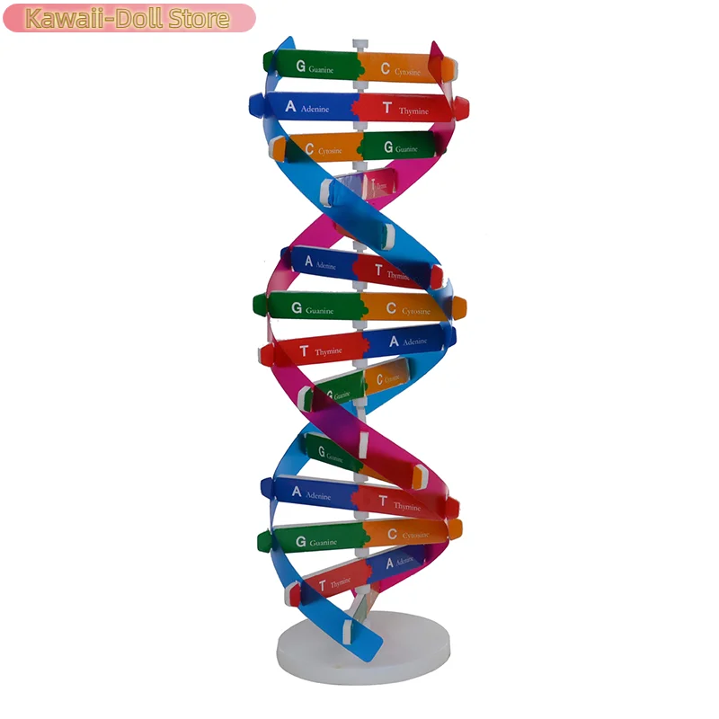 1Pcs Teaching Learning Education Toy Genes DNA Models Double Helix Science Toys