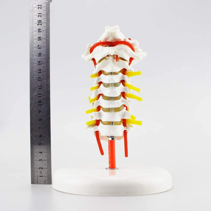 Human Anatomical Model Cervical Vertebra Model Cervical Spine with Neck Artery Occipital Bone Disc and Nerve Model