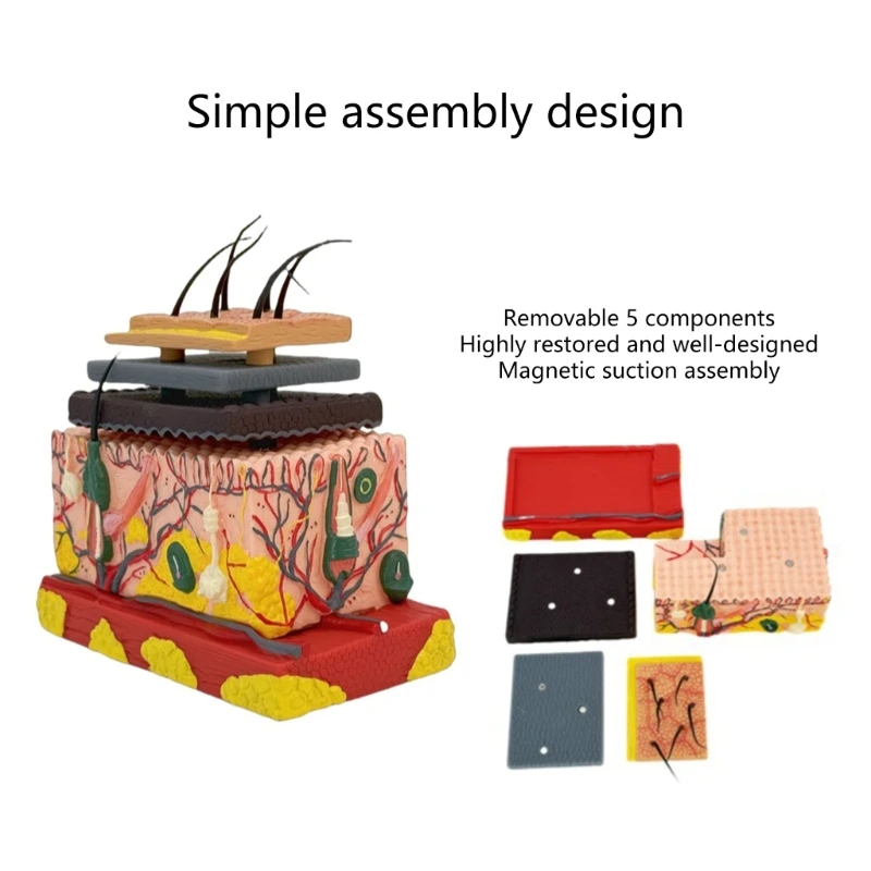 Menschliches anatomisches Hautmodell Haarschichtstruktur Anatomie Modell Unterricht Tool 601D
