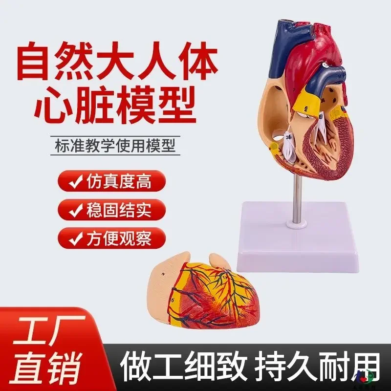 A 1:1 Human Heart Anatomy Model B Ultrasound Color Ultrasound Detachable Natural Big Heart Medical Teaching Model