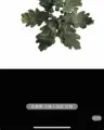 Small green