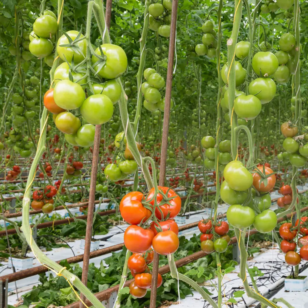 2Sets Weather-Resistant Tomato Trellis Hooks with Growth Traction Rope for Vertical Gardening Indoor Outdoor Greenhouse High