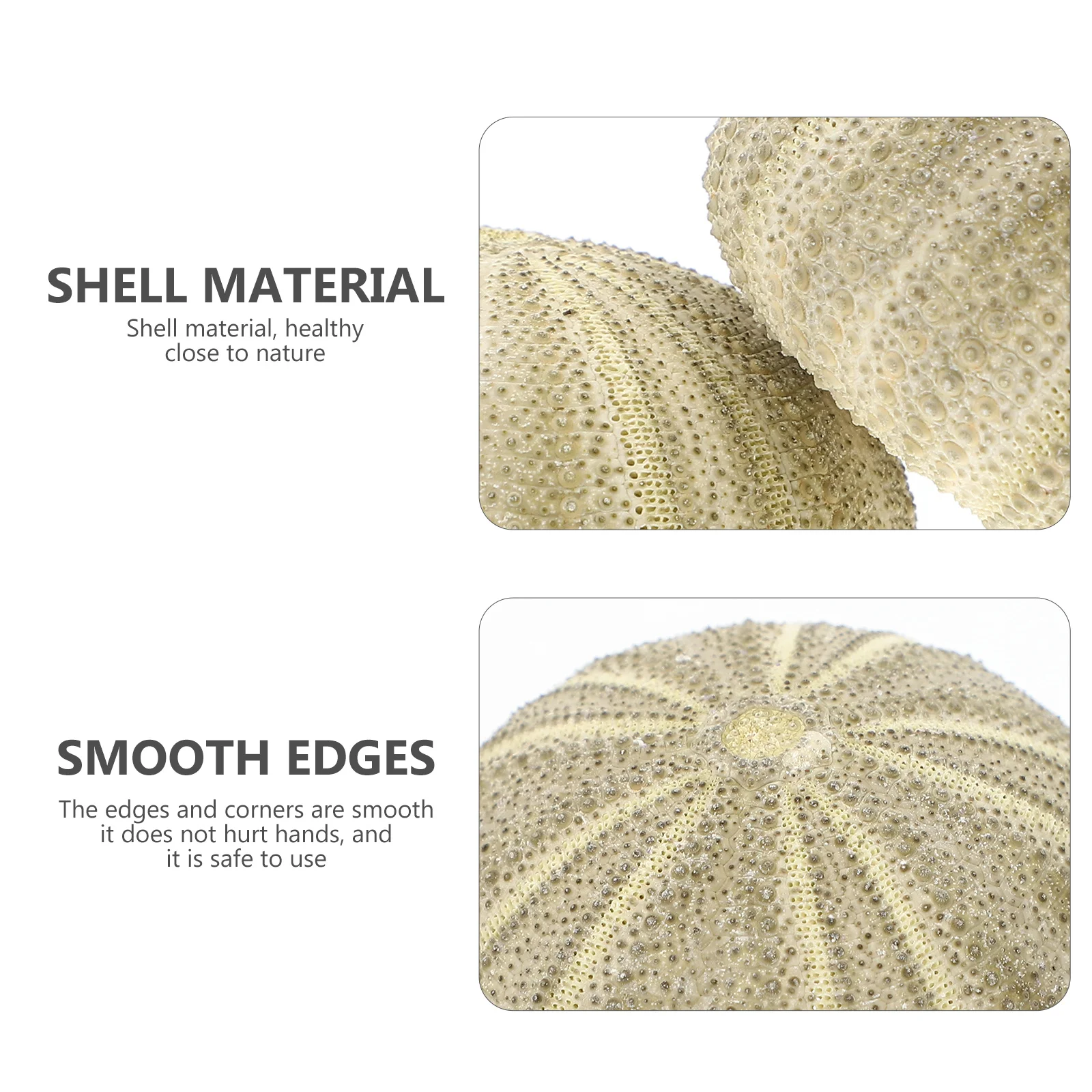 

6Pcs Sea Urchin Air Plant Pots Creative Shell Design Flowerpots for Gardening Decorations DIY Sea Theme Crafts Urchin Shell