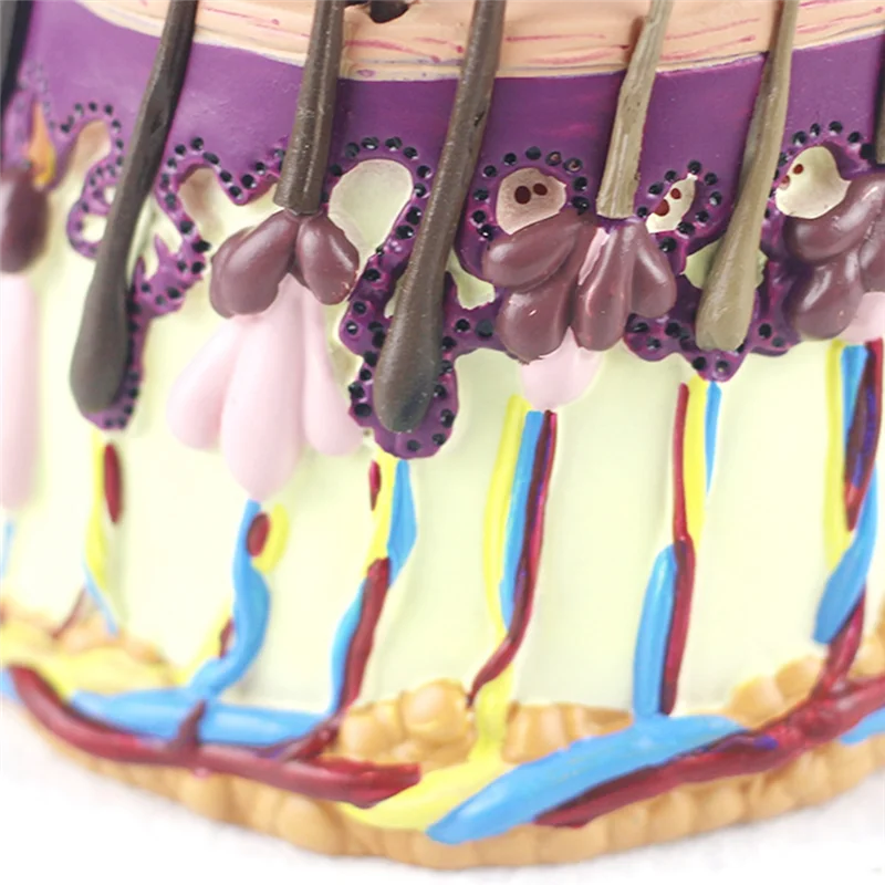 

AT82-NEW Human Skin Anatomy Model Hair Growth Process Follicle Skin Structure Anatomical Teaching Display