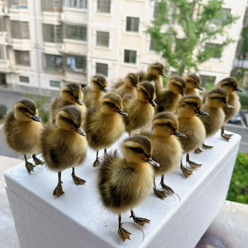 Eurasian Duckling Specimen, Filled, Teaching, Decorations