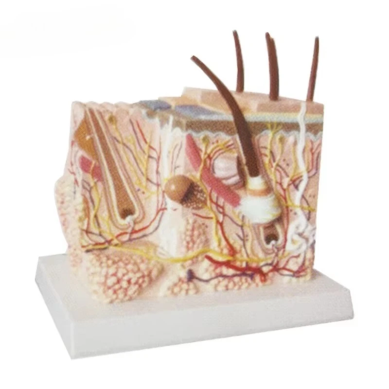 High-quality anatomical skin model anatomy