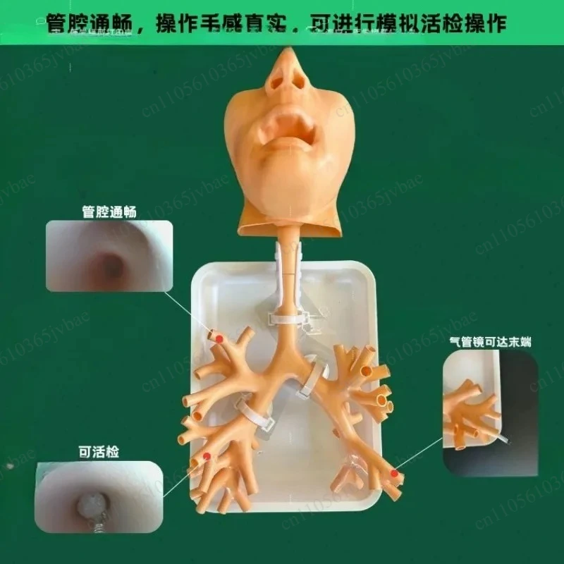 For Flexible Endoscopy Practice in Medical Education 1:1 Bronchoscopy Training Model with Resin Bronchial Tree