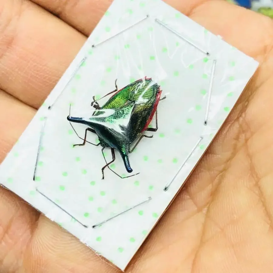 Hemiptera Sp10 Finae espécimen de insecto Real colección de escarabajo DIY Material de insecto Punk decoración del hogar escultura decoración de jardín