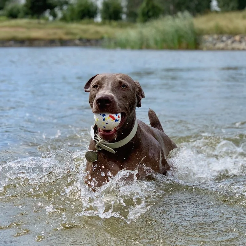 ETPU gryzak dla psa gryzak piłka artykuły dla zwierząt odporne na zużycie ugryzienie zabawki na zewnątrz interaktywna piłka treningowa akcesoria dla zwierząt Dogtoys