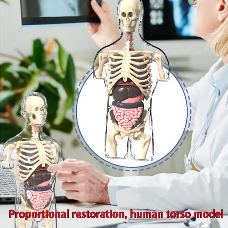 

Human Body Model For Kids Transparent STEM Toys Anatomy Model Educational Toys Physiology Study Tools Half Human Torso Assembly