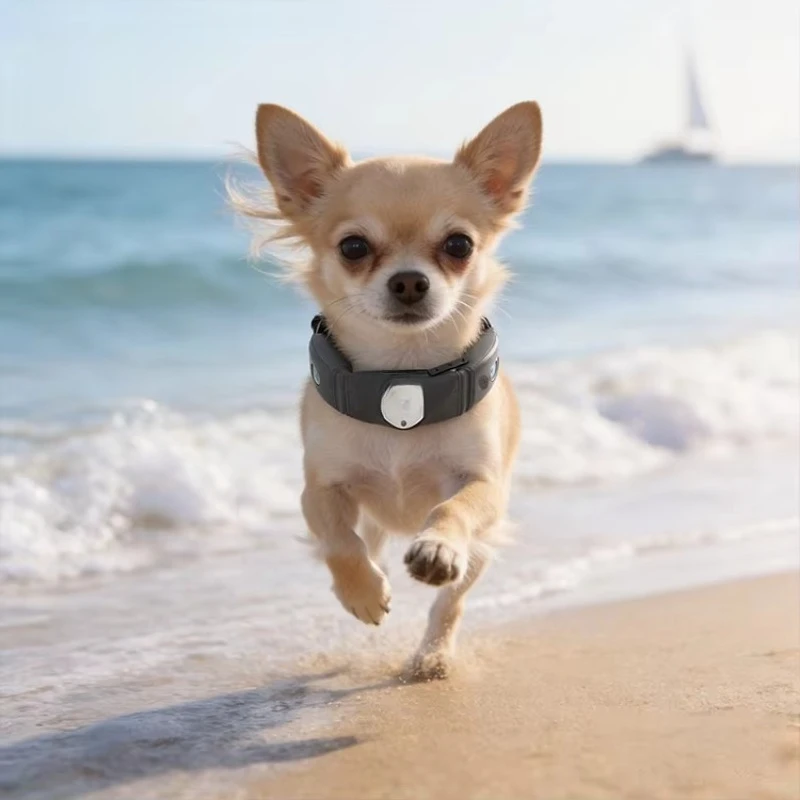

Smart Pet 4G GPS Tracker Collar IP66 Real-Time Tracking Dog Locator with Health Monitor