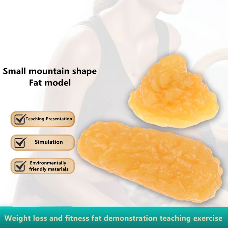 Fat Replica Fatty Tissue Model Human Body Fat Replica 1lb Human Fatty Tissue Demonstration Model For Nutritionist Science Course