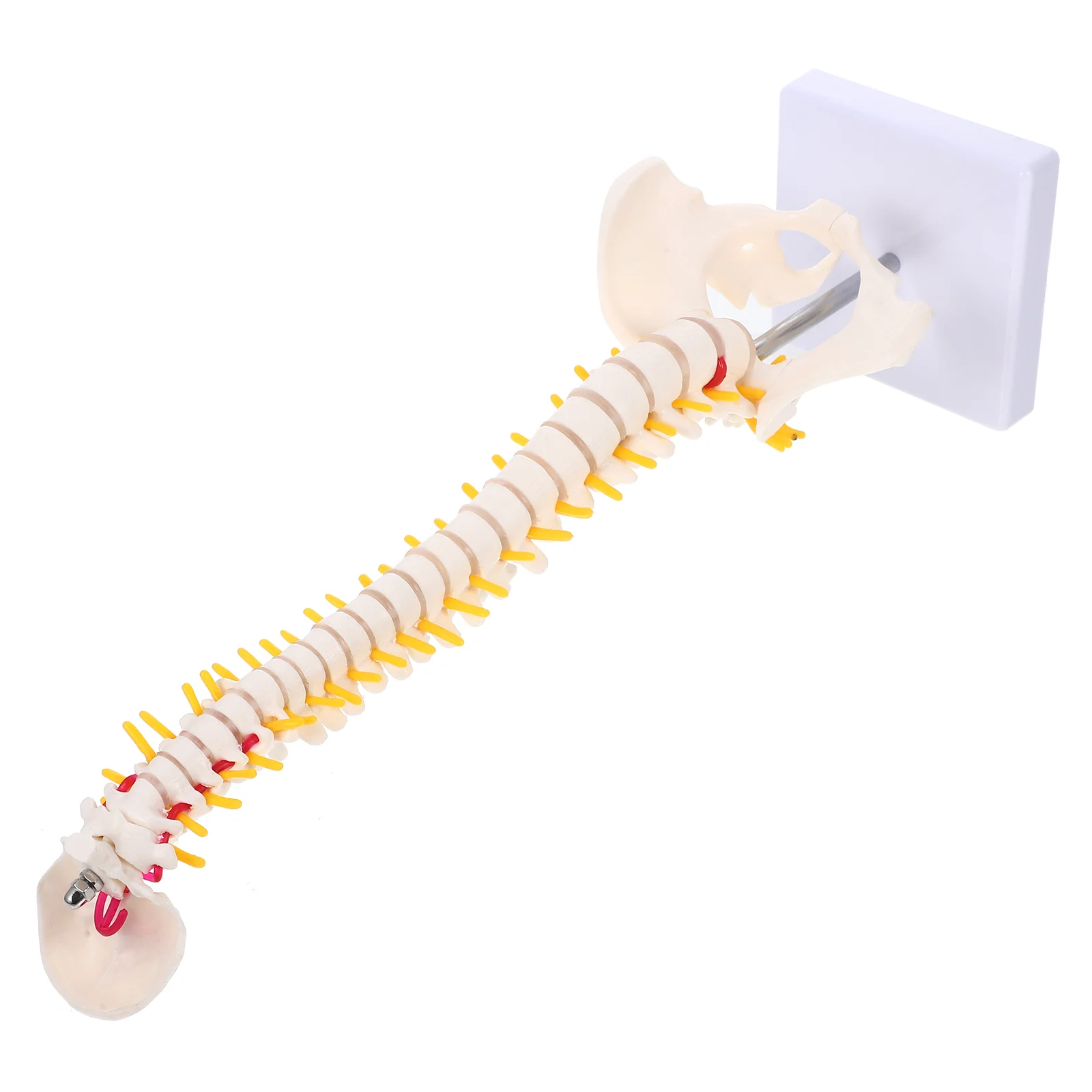 กระดูกสันหลังรุ่น Lumbar Vertebrae พร้อมขาตั้งกระดูกสันหลังคอลัมน์ Anatomy Tailbone การฝึกอบรมทั้งร่างกาย