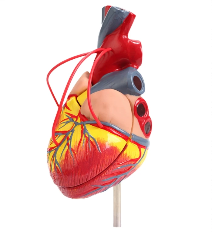 

1:1 Human heart anatomy model B-ultrasound color ultrasound can be detached natural large cardiac medicine teaching model