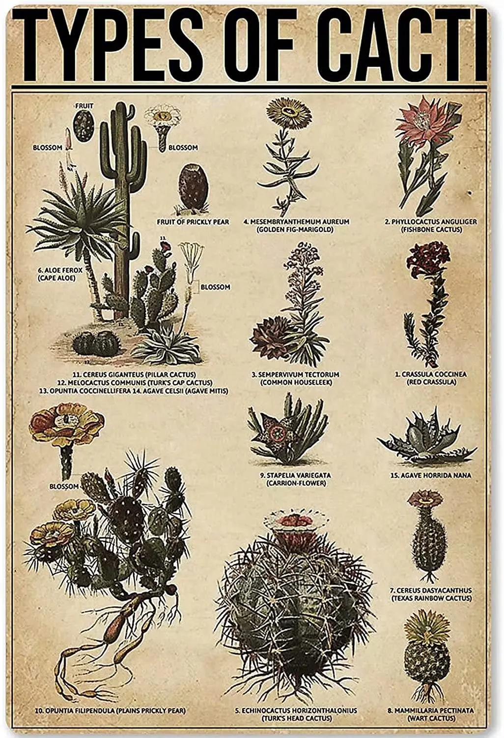 Vintage-Metallschilder für Arten von Kakteen, mit Zinn gerahmt, Metallschild, Wandbehang, Heimdekoration, Geburtstag, Einweihungsparty, lustige Schilder für Ho