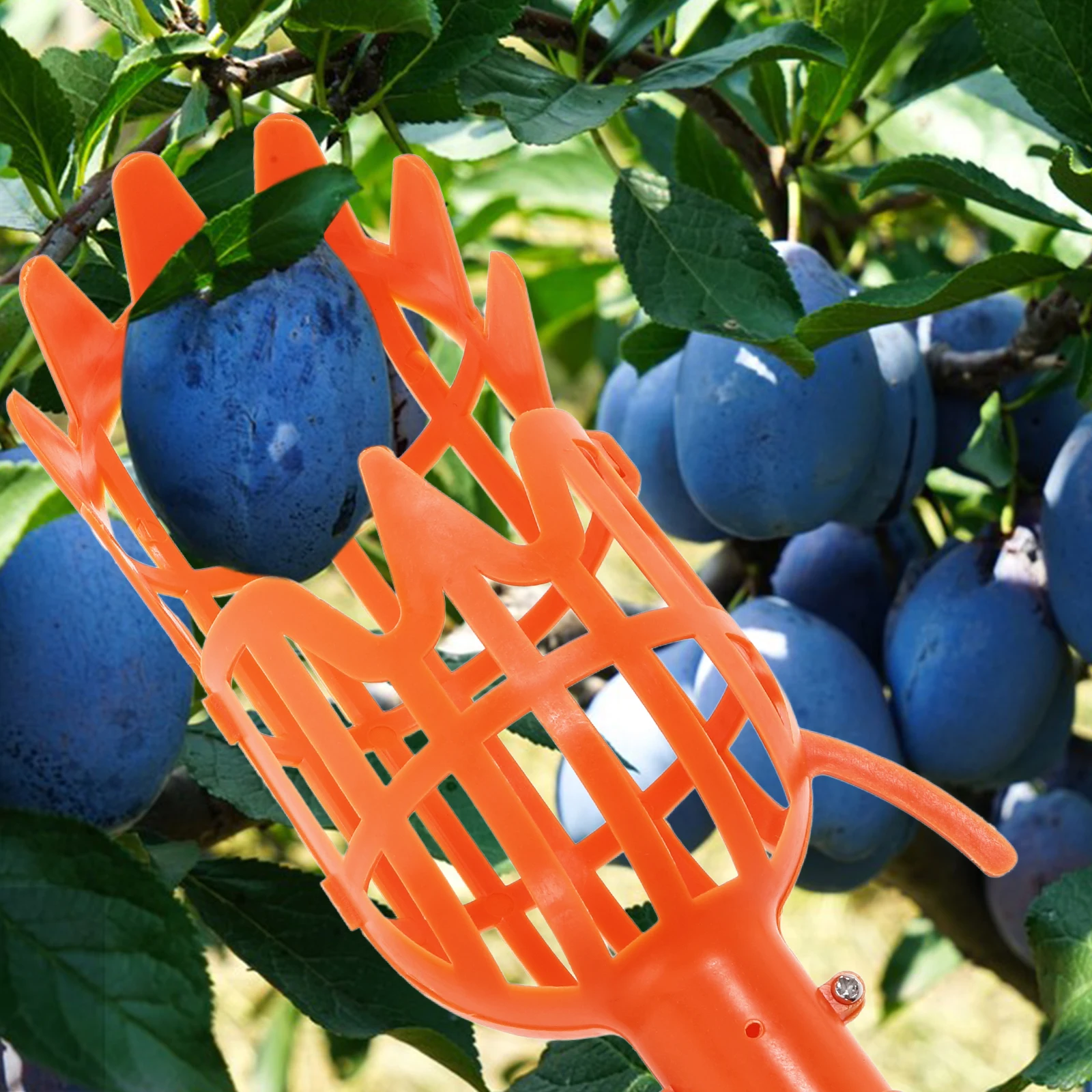 

2pcs Fruit Picker Durable Tool for Arbutus Pear Peach Without Ladder Harvest Scissors greenhouse gardening fruit