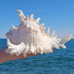 Murex Ramosus Shell Large Natural Sea Shells Real Huge Ocean Conch décor Seashell display for table Perfect for Wedding Decor